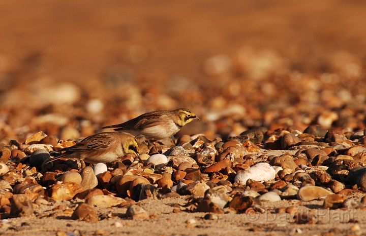 Shore lark pair - A.jpg - Shore lark pair - Norfolk